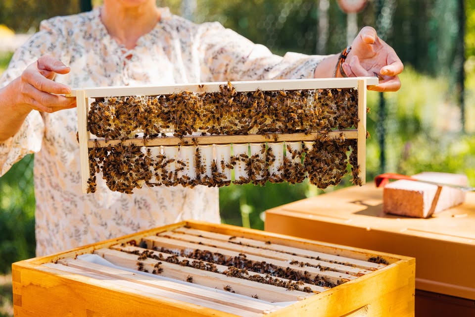 Introduction to Beekeeping Course