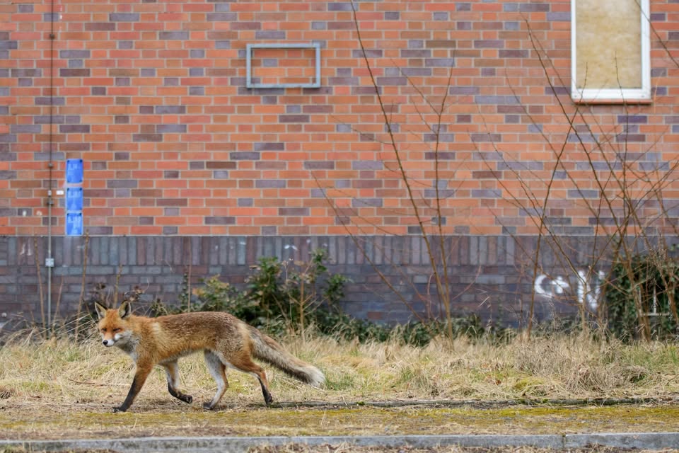 Conference - Biermereng or Clausen? Genetics of Urban Animals