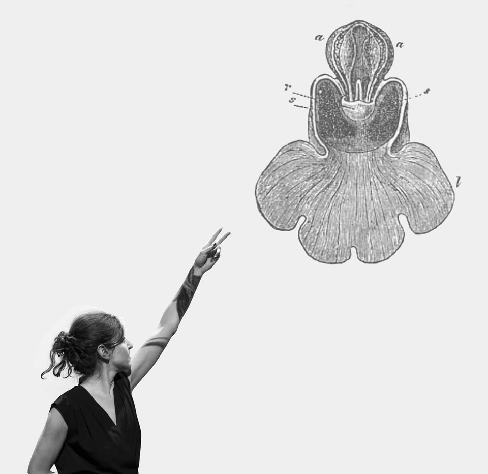 On the Sexuality of Orchids