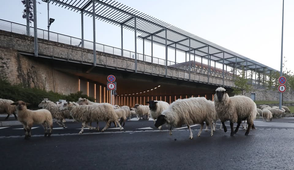 Pâturage itinérant : les moutons investissent le Kirchberg
