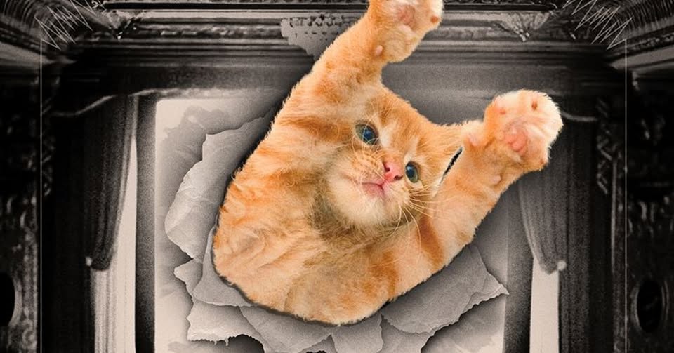 Événement | CatVideoFest France