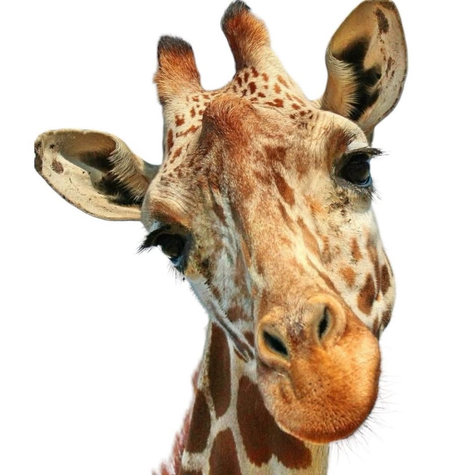Dessin - Art animalier