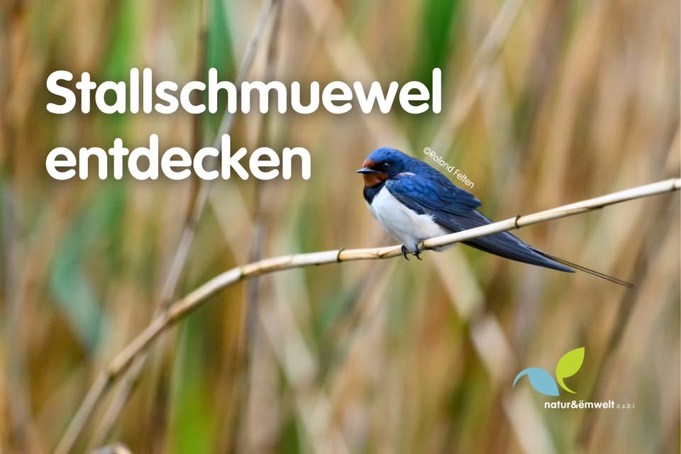 Dormitory of Barn Swallows