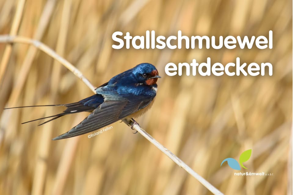 Dormitory of the Barn Swallows