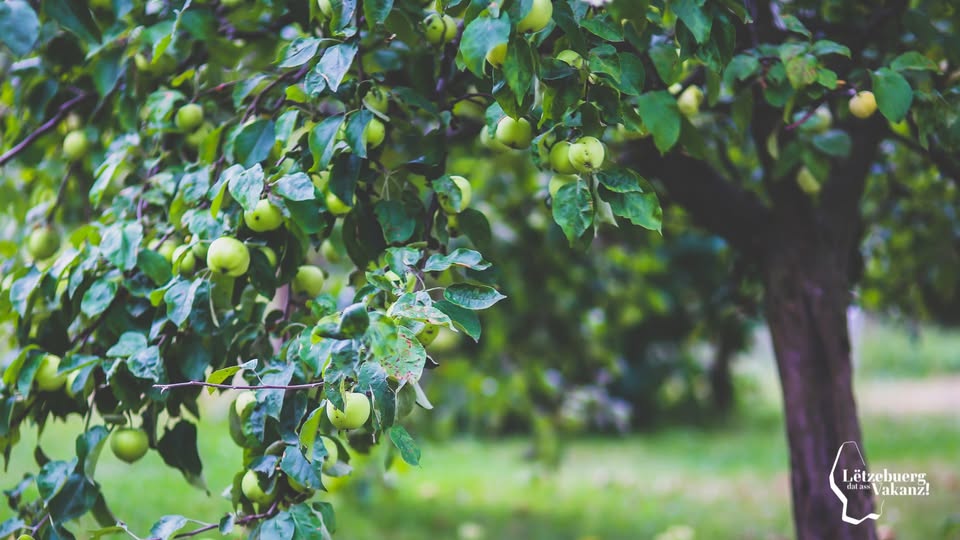 Discover the orchard as a habitat - with the nature conservation union SICONA