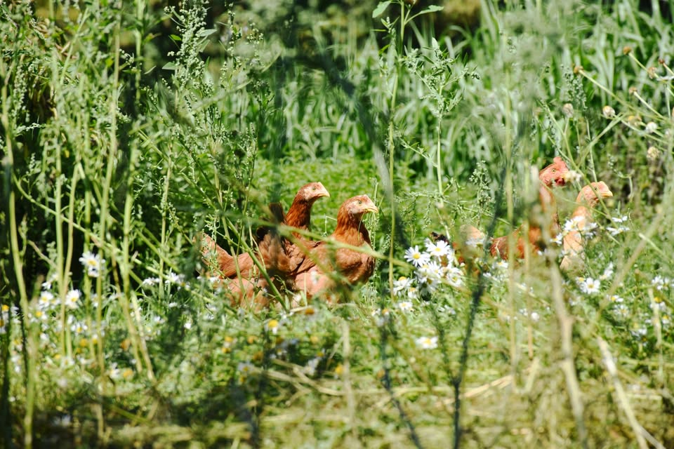 Agriculture et paysages : Visite d'une ferme Natur genéissen