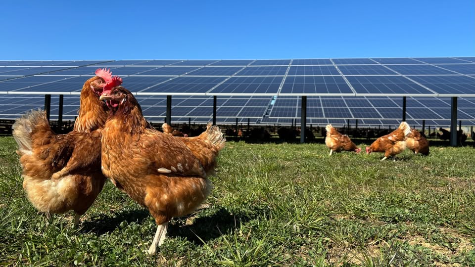 Journée Portes Ouvertes Agri-PV – Enovos & Eist Ee