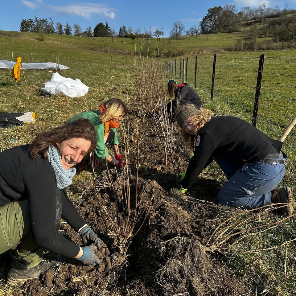 Tree Day at Kass-Haff – Hedge Planting