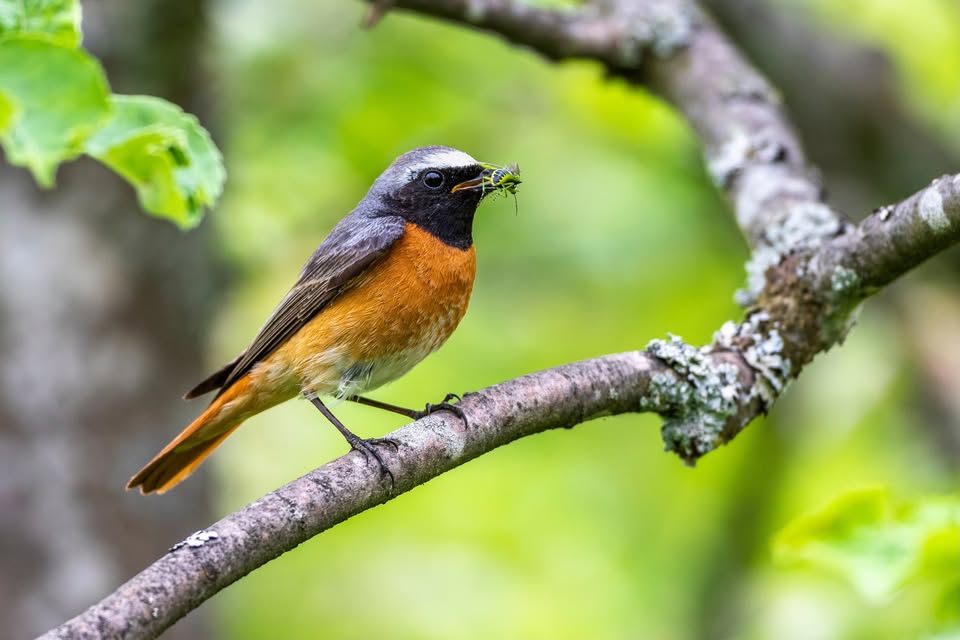 Oiseaux du Luxembourg – Formation de base (2025-2026)
