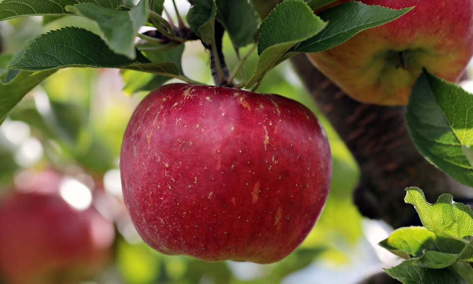 Cider Festival at Steenem