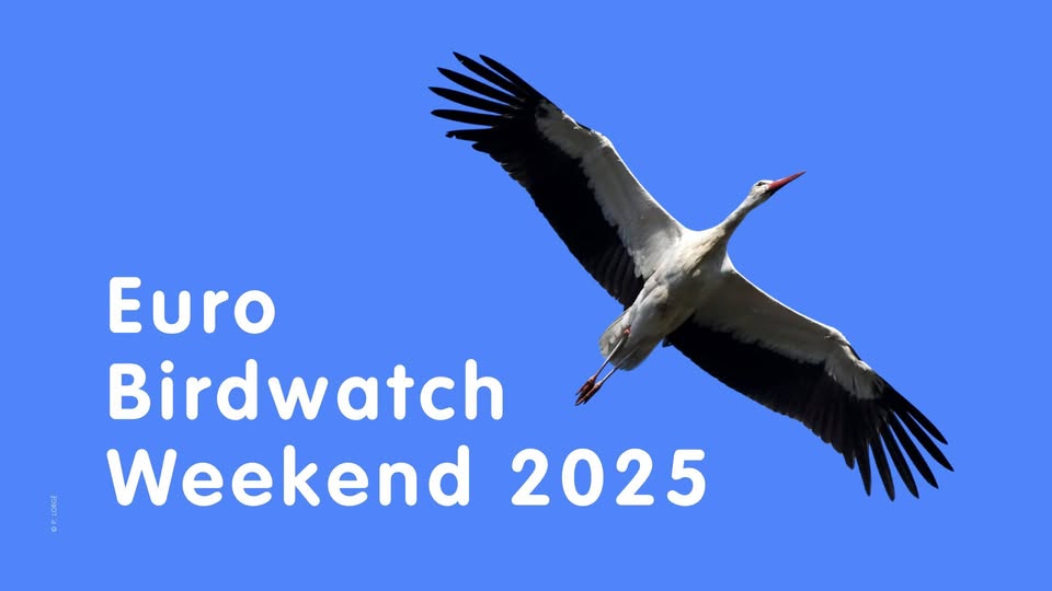Birdwatch 2025 - Schlammwiss
