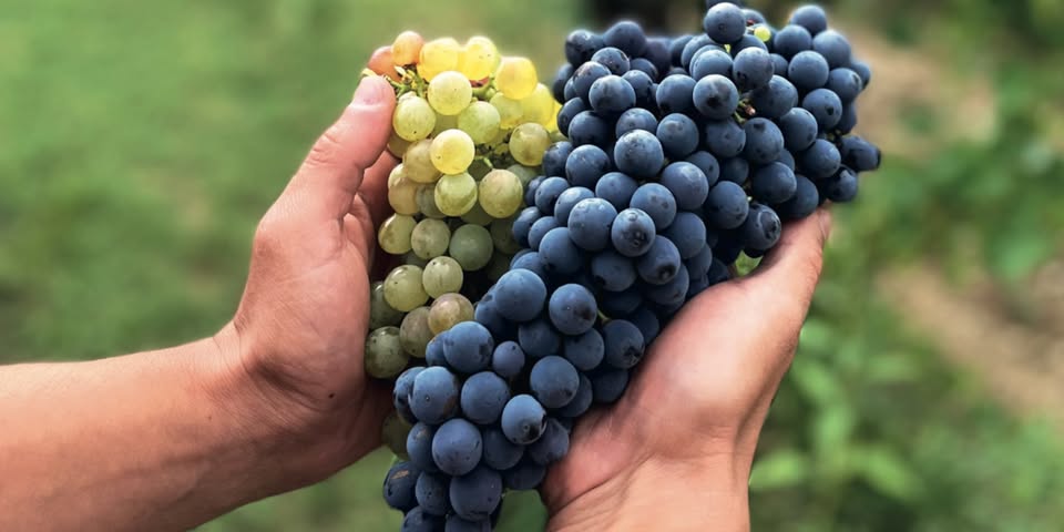 Rencontres Producteurs : Dégustation des vins du domaine Perticaia