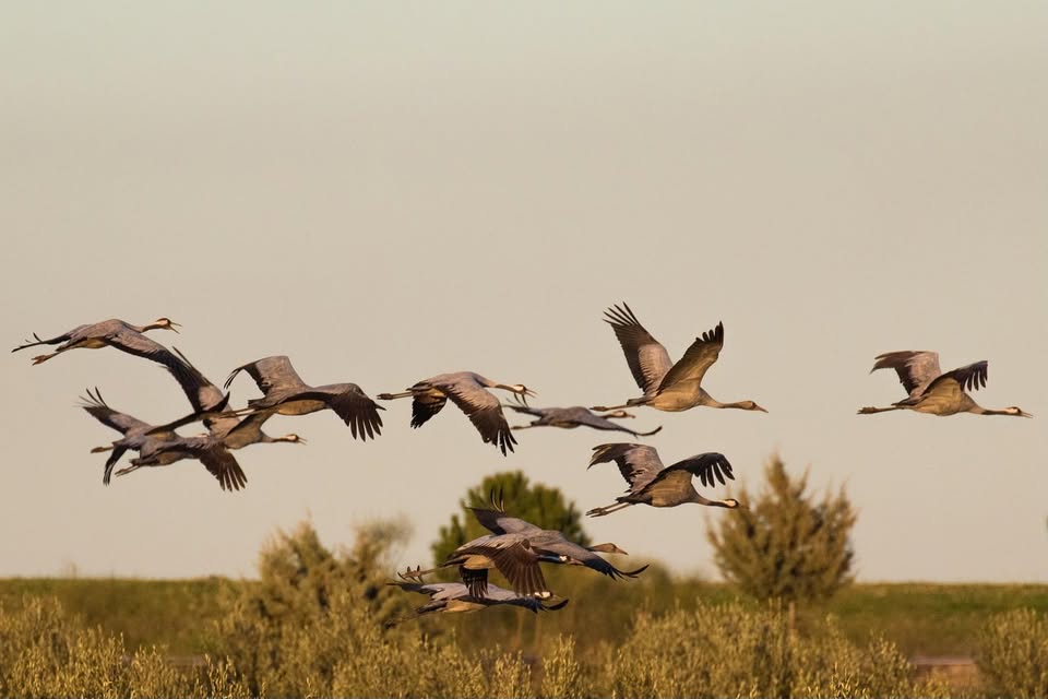 Bird Watching at Lac du Der