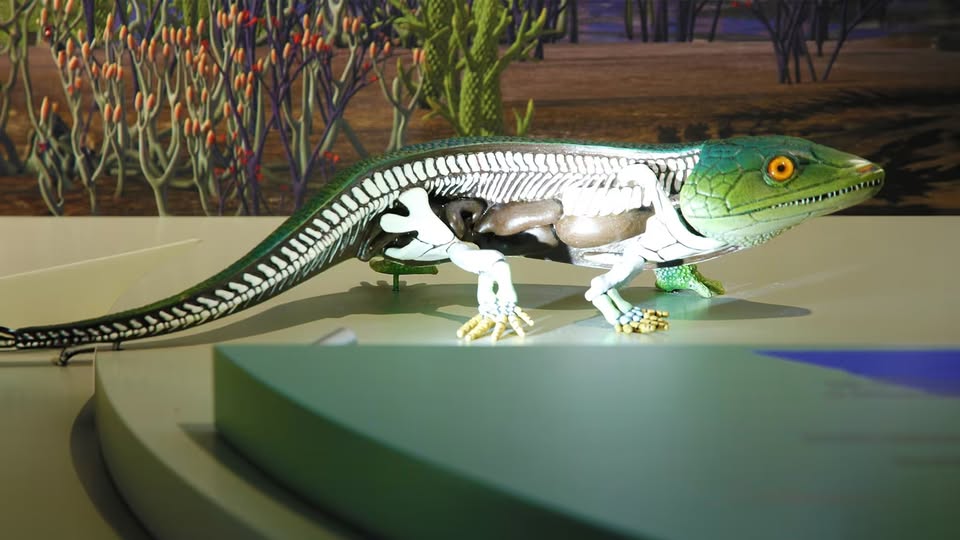 The Great Journey of Evolution