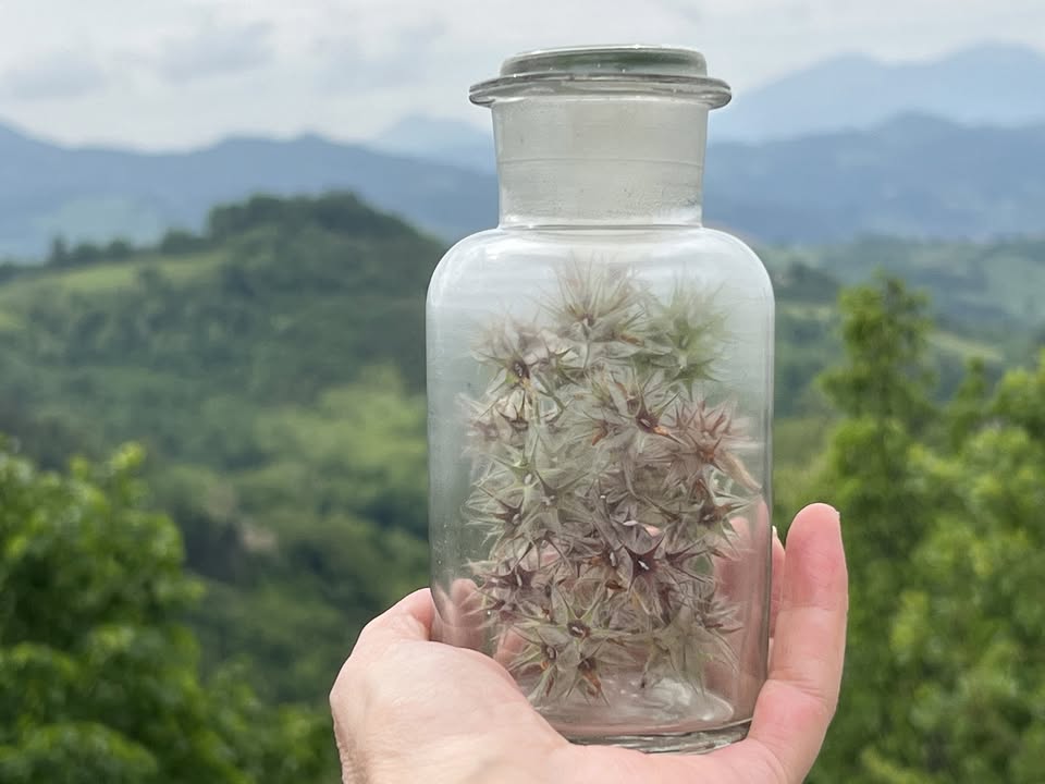 Opéra: Teatro di Verzura - Stéphane Ghislain Roussel, cantoLX, Lise Duclaux