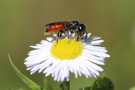 Ce que nous pouvons faire pour les pollinisateurs et autres insectes