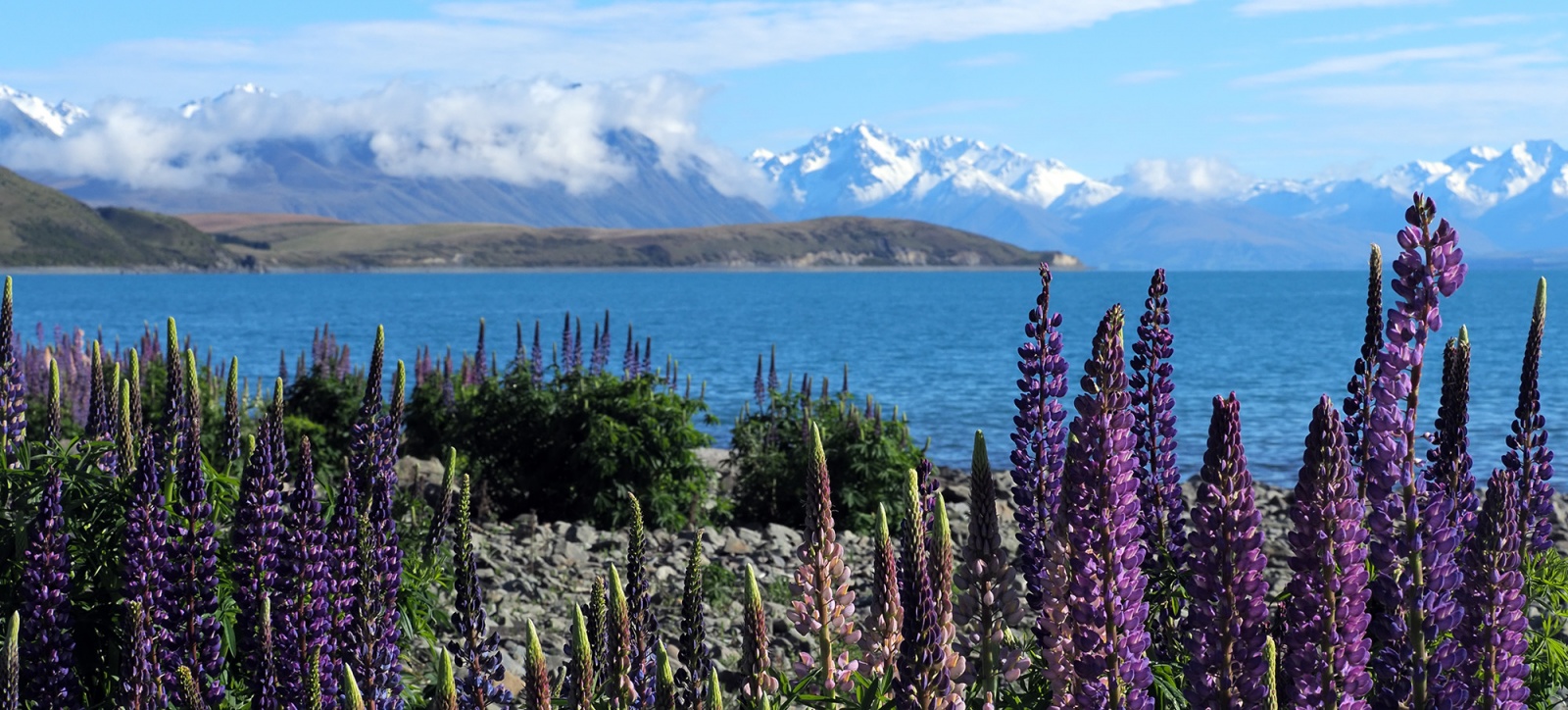 New Zealand, the jewel of the antipodes - Conference