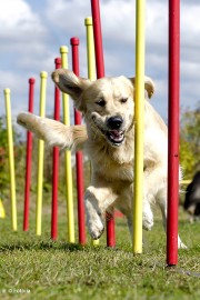 Concours canin agility