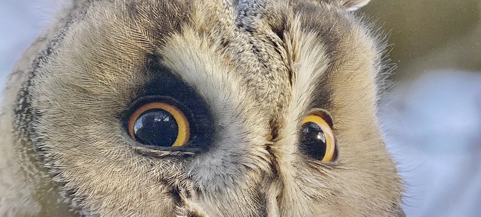 Jardin extraordinaire: Le tour du monde des animaux