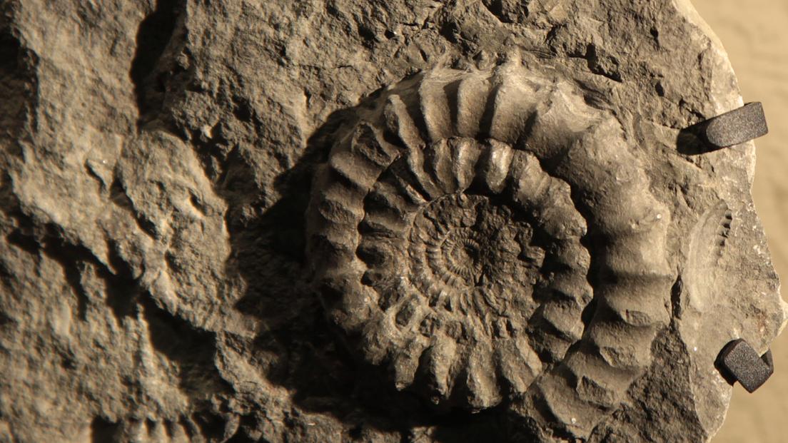 Conference - A journey through Luxembourg's fossils