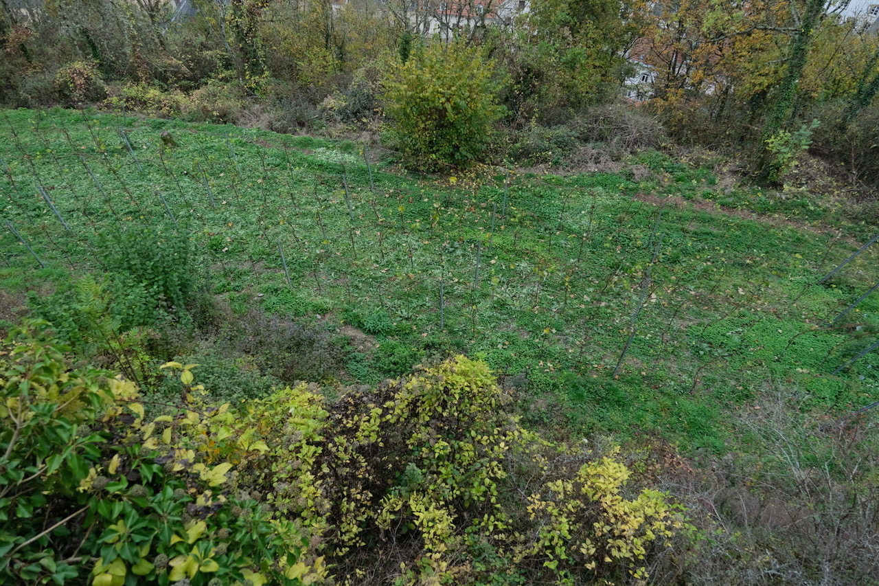 Tour d’herbes sauvages