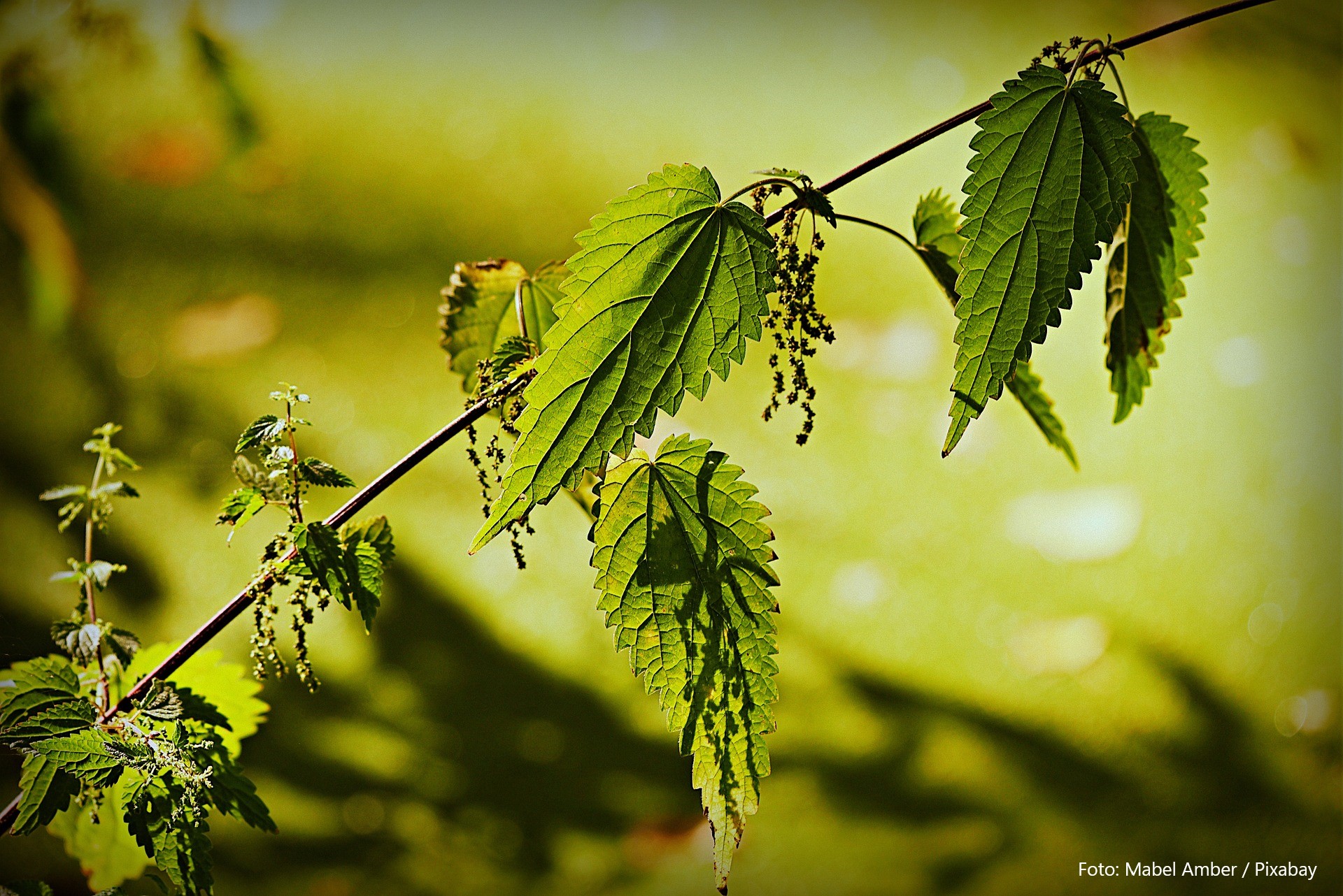 The Nettle