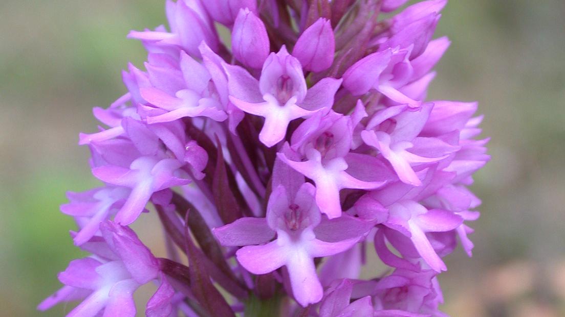 Arboretum Kirchberg - A New Habitat for Orchids