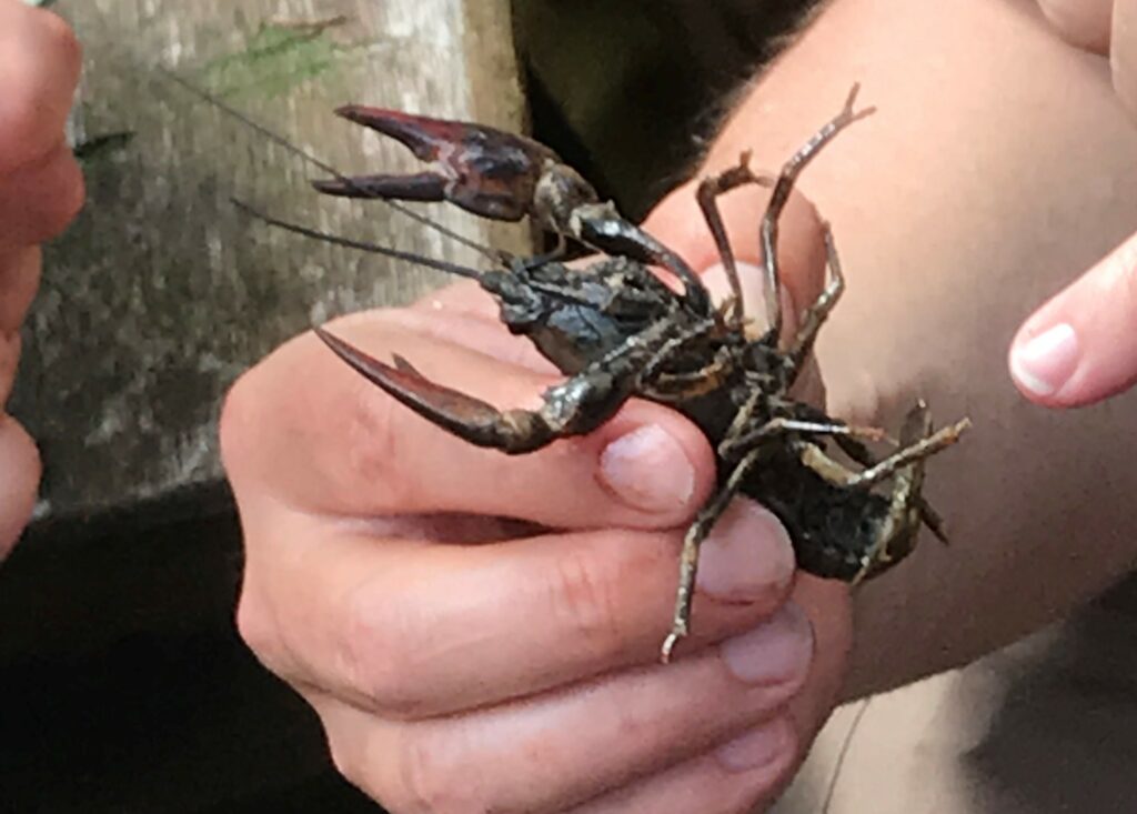 Expedition Astacidae