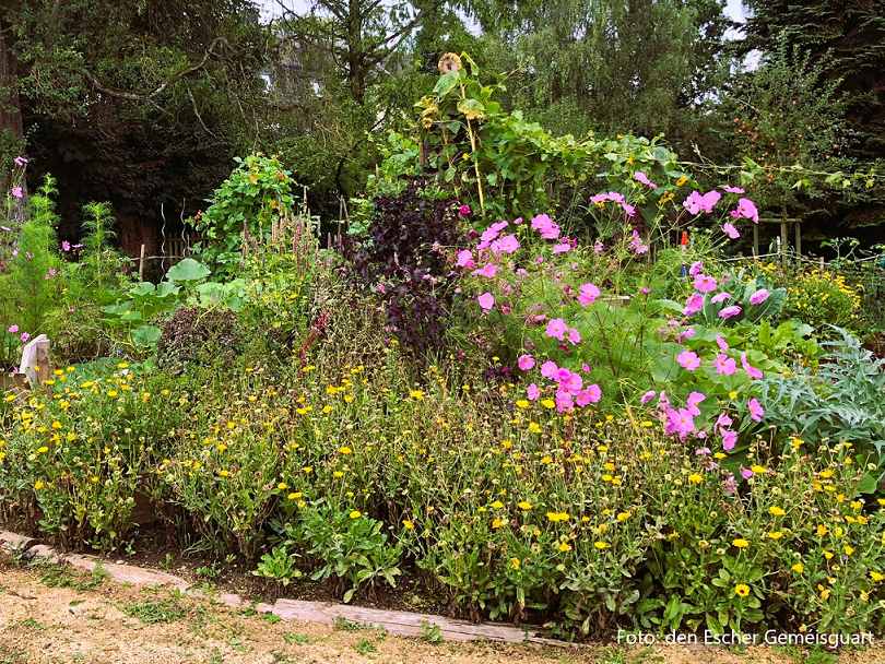 Les fleurs au jardin