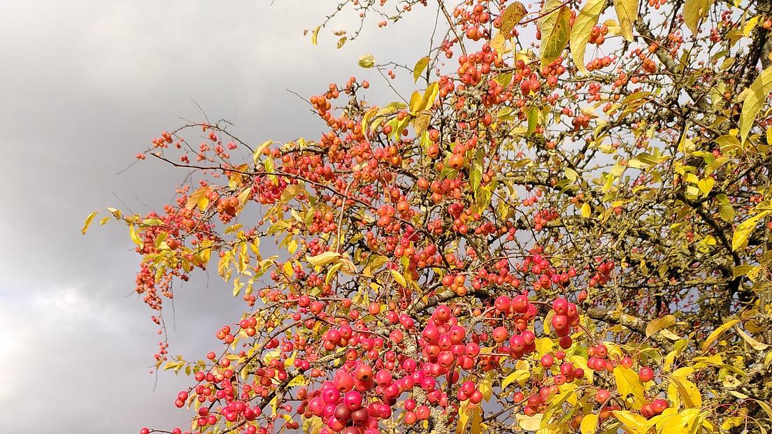 Arboretum - Autumn Colours, Fruits and Seeds