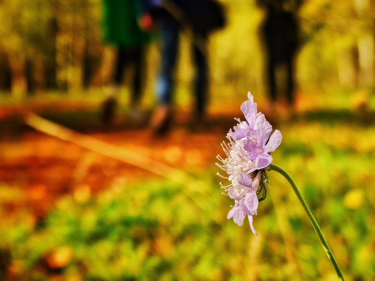Photo Walk : Blooming Special