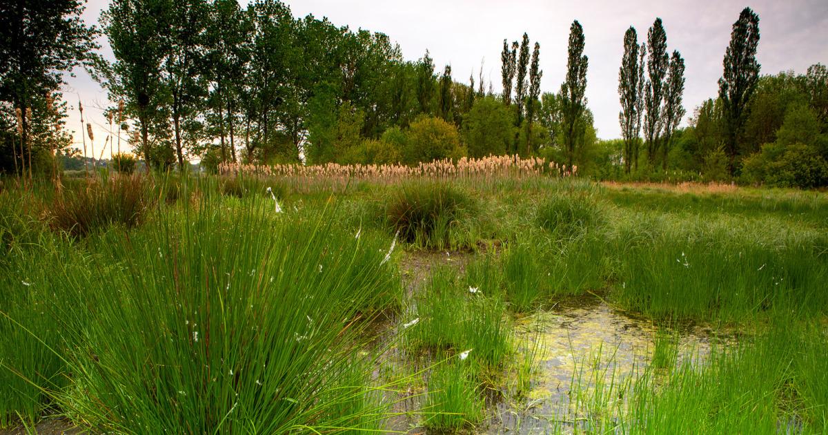 Baguage d'oiseaux à Schifflange