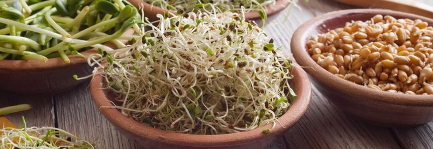 Vegetarian Cooking Workshops "Sprouted Grains and Young Seeds"