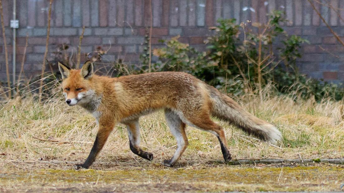 Conference - Biermereng or Clausen? Genetics of urban animals