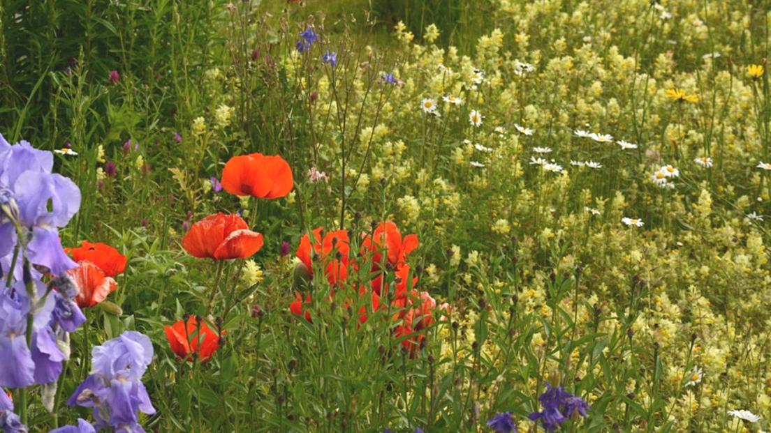 Conference - Biodiversity and Human Well-being