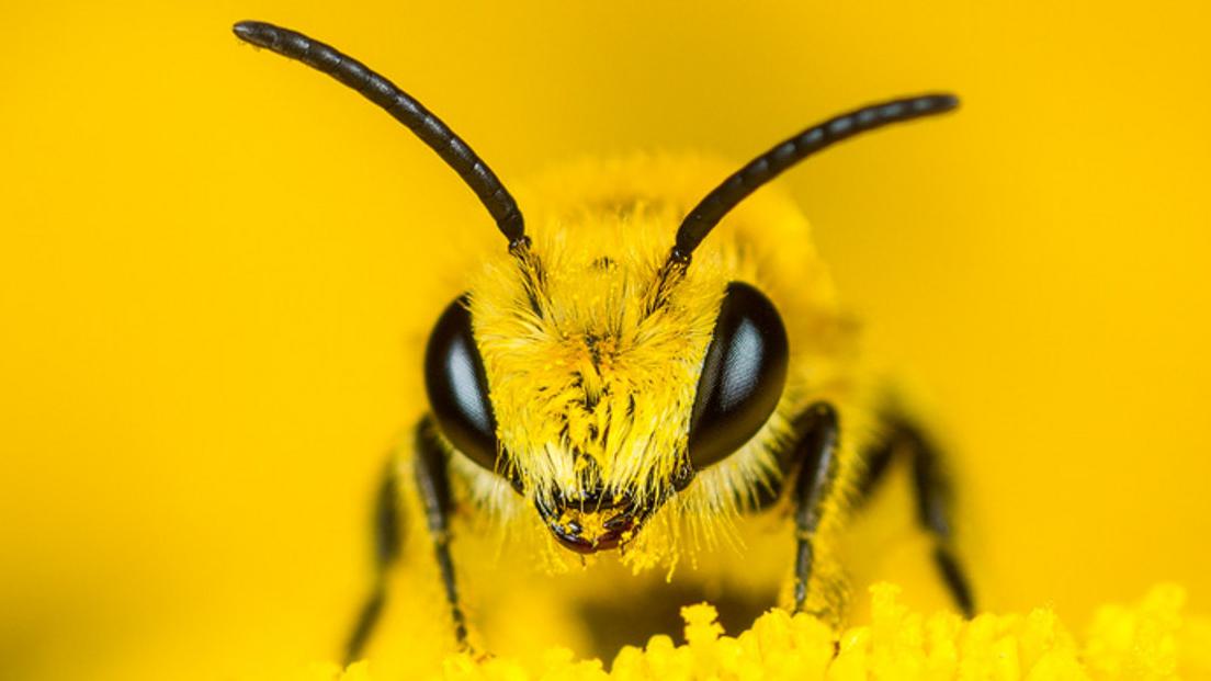 Nature in the Garden: Multimedia Presentation