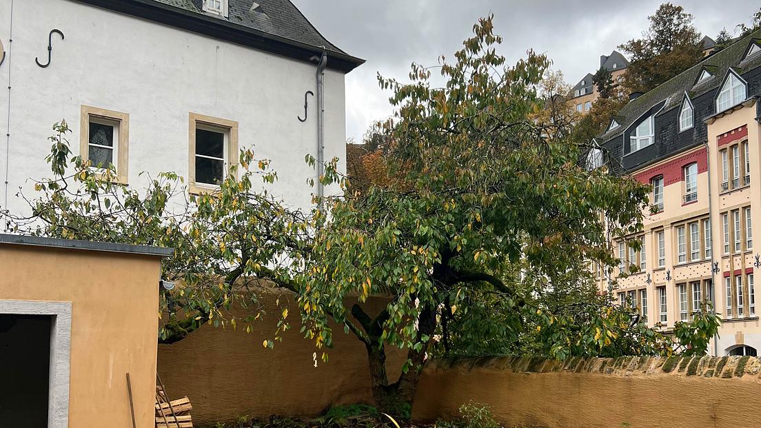 Garden Tours: Under the Cherry Tree