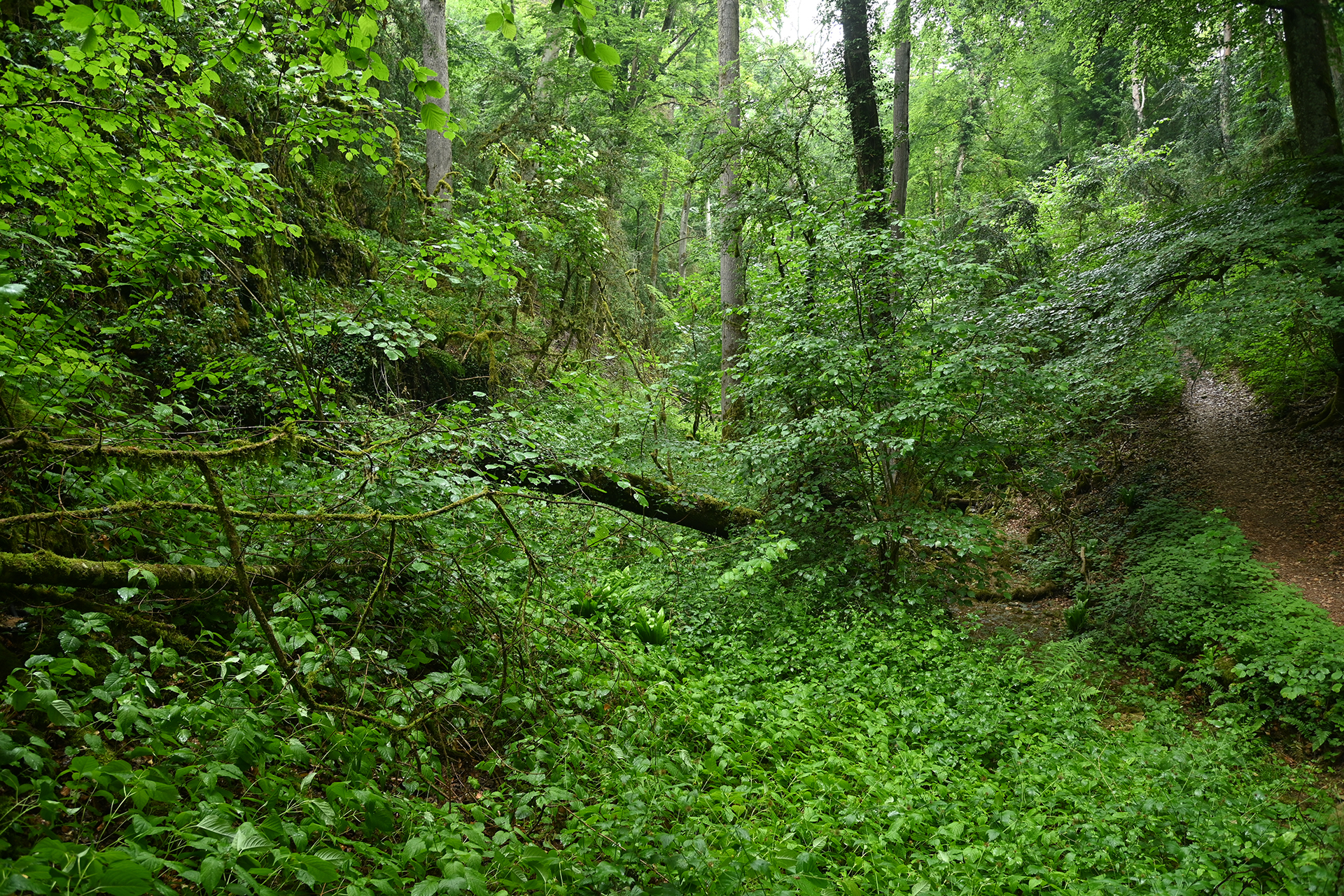 The Natural Riches of the Boxwood Forest