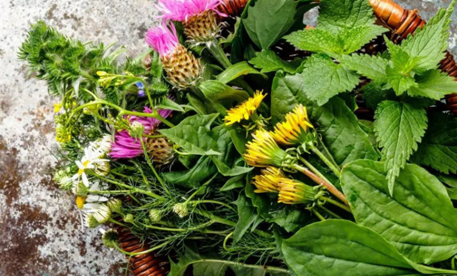 Wild Herbs Workshop