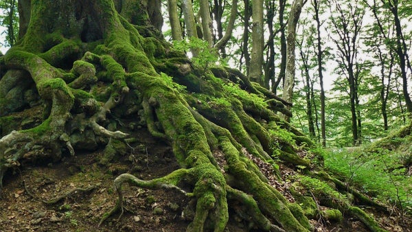Free guided meditation: Grounding