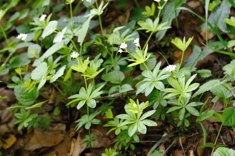 Walk 'Picking Sweet Woodruff' 2025