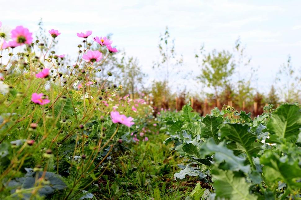 Training: Aromatic and Medicinal Plants