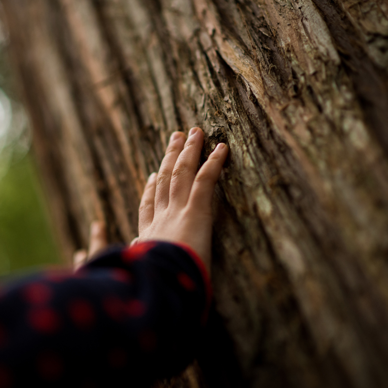 Nature Connection: Exploring, Strengthening, and Establishing the Human-Nature Bond