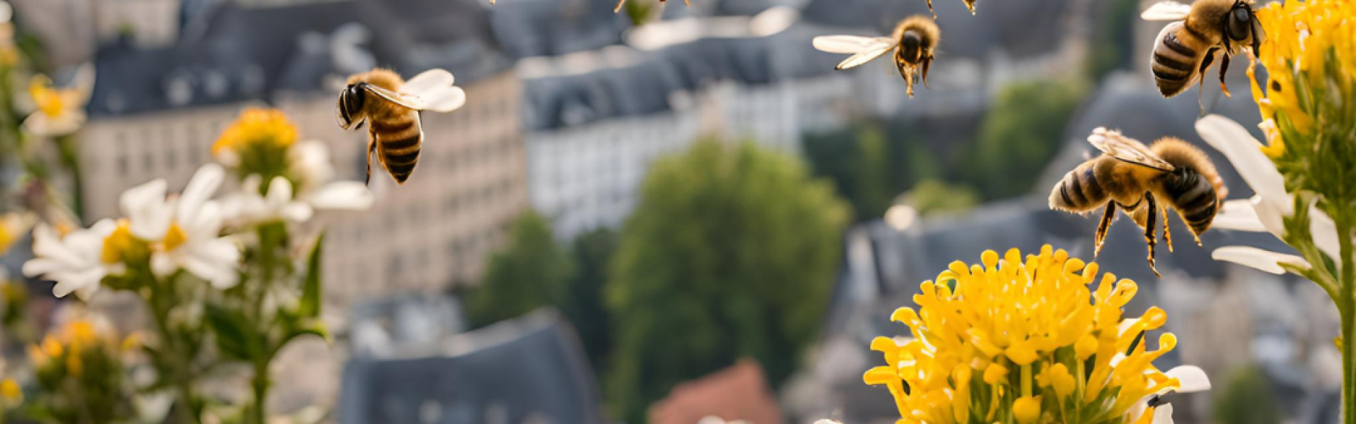 Be(e)loved Luxembourg - Free Tour