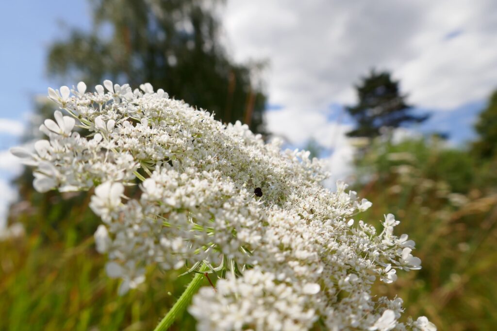 Seasonal Wild Plant Walk