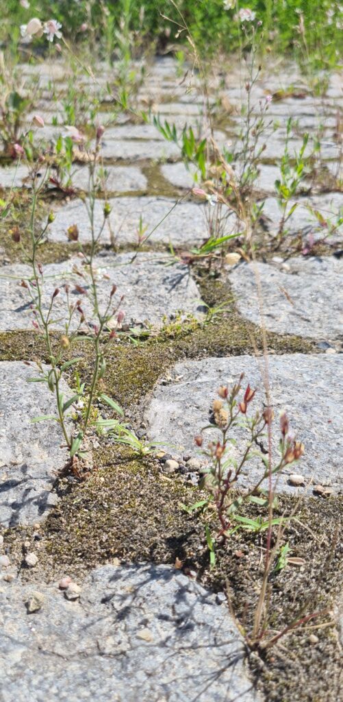 Wild Urban Plants