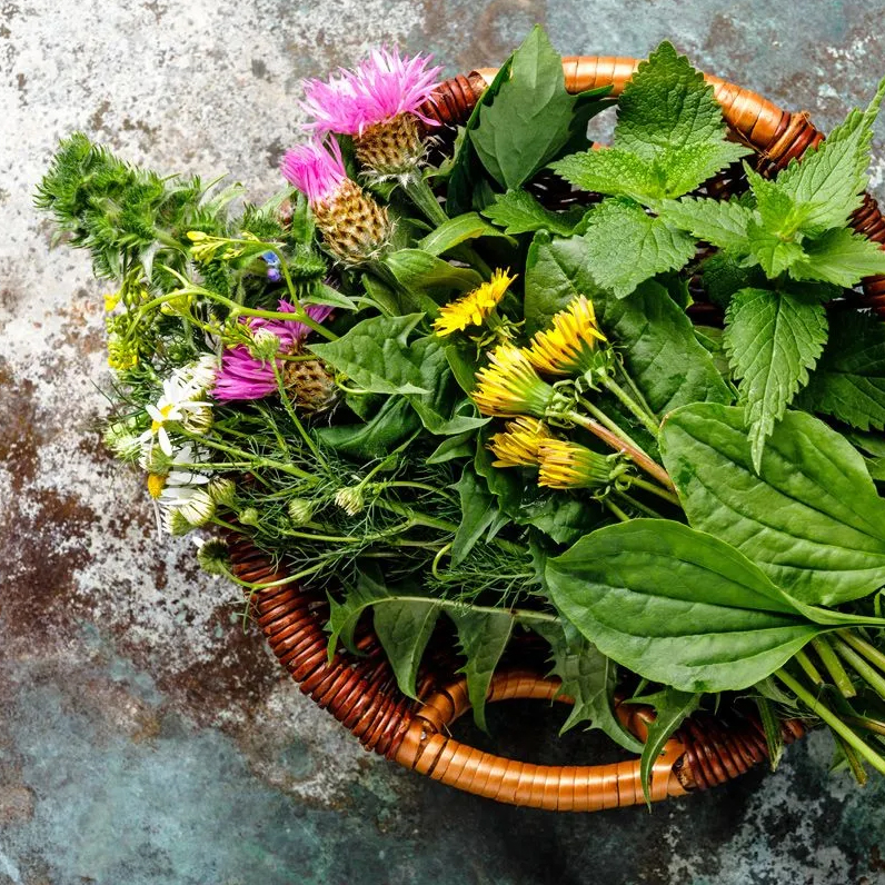 Wild Herb Hike "The Wild Herbs in My City Afterwork"