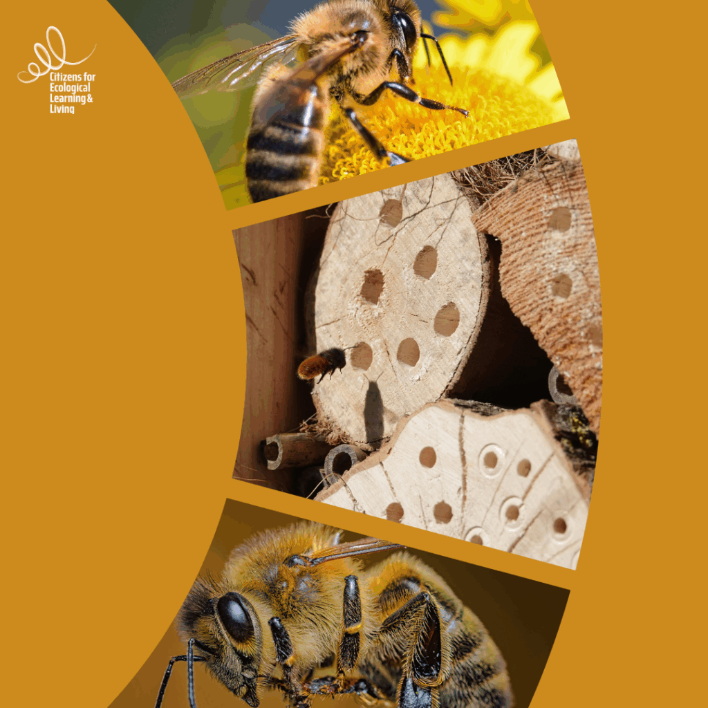 Construction of Bee Nesting Box