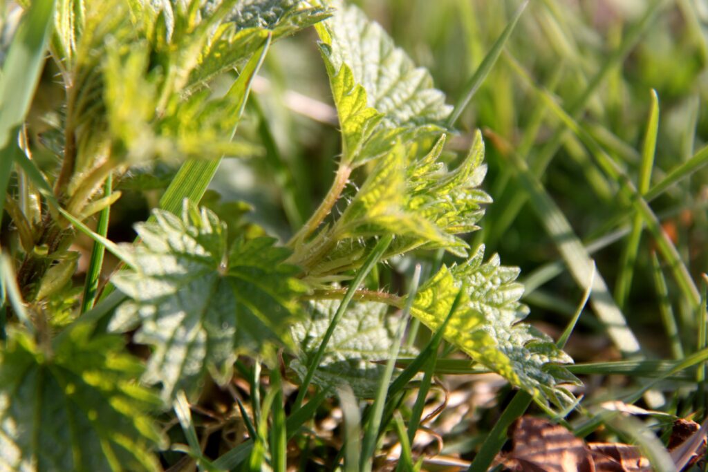 Lunchtime wild plant hike