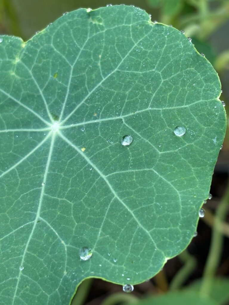 With all the senses toward meaning